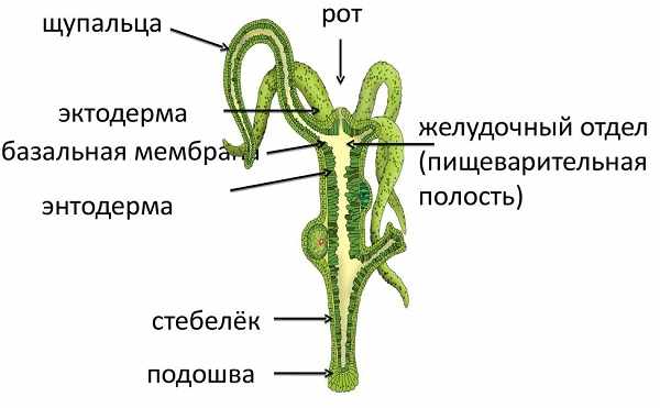 Кракен магазин морепродуктов